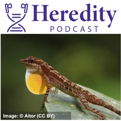 Colourful signals in Anolis lizards