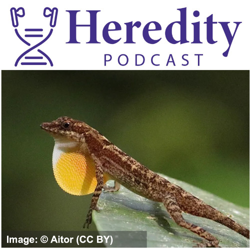 Colourful signals in Anolis lizards