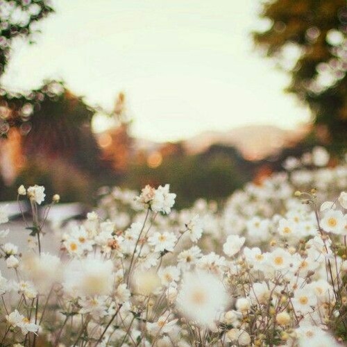 meadows