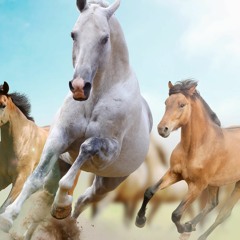 KEGR Radio Concord Lunchtime Special - Horses 5 - 23 - 23 Steve O