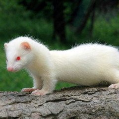 Sick Ferret