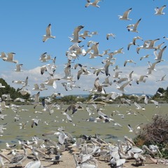 Viens - cover Barbara Weldens