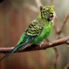 Demented Budgie