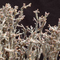 everyday (11-03-25) hard stem dead plant foley