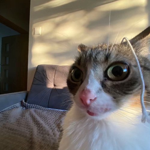 i made gabber because dariacore got a little boring to make