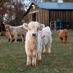 HALFWAY HOME (I Ain’t).mp3