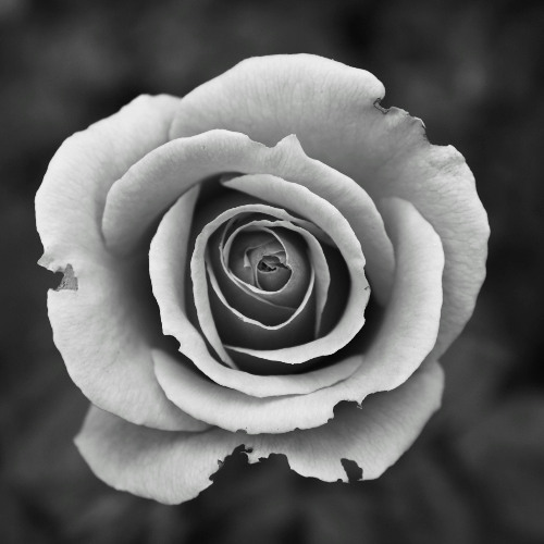 Liebe Heilt