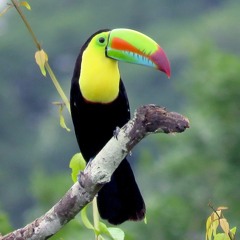 Tucan Pico De Canoa