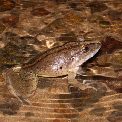 Limnonectes blythii (Blyth's River Frog)