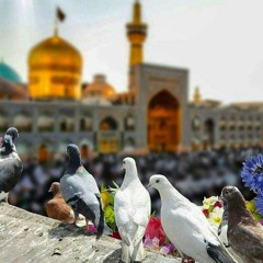 أنا أشبه الحمامة يأخذني الشوق إليك(M4A_128K).m4a