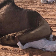 يامحبي|هادي بن جابر