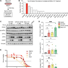 Blocking Protein Control Pathway Slows Rhabdomyosarcoma Growth in Mice
