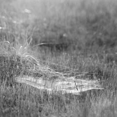 Tangled Web
