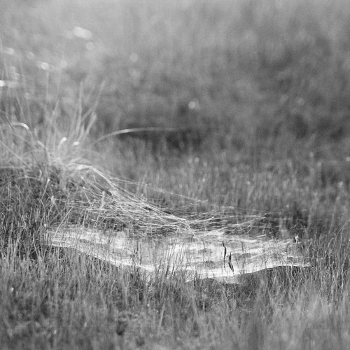 Tangled Web