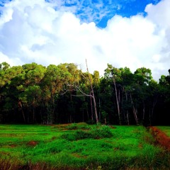 Electric voice 56  (looper)