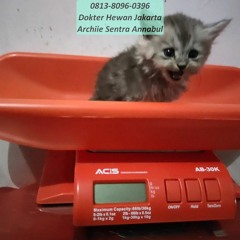 0813-8096-0396 Dokter Hewan yang Masih Buka Jakarta Barat