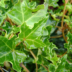 Hedera Helix ft. Hega