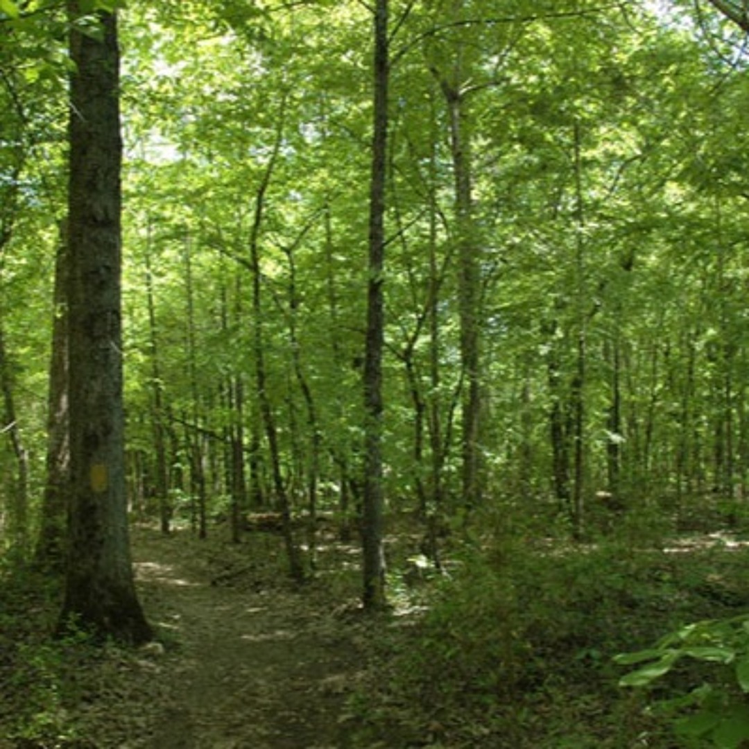 Bottomland Insect Symphony