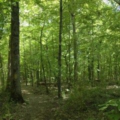 Bottomland Insect Symphony