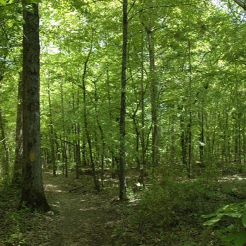 Bottomland Insect Symphony