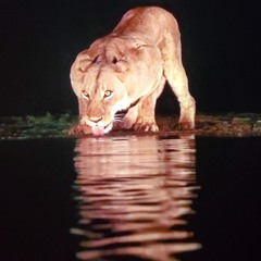 Lion's Gate