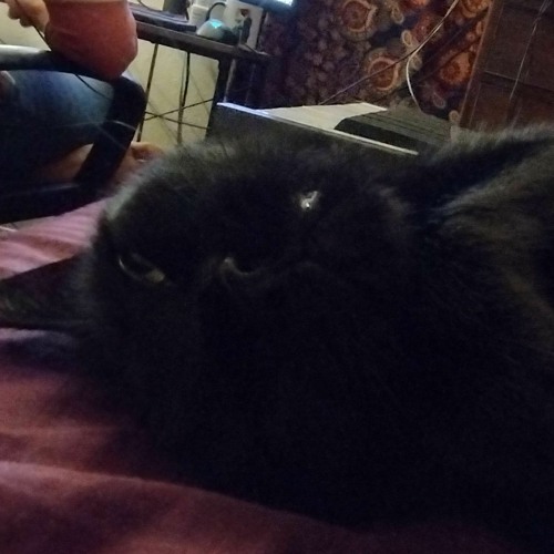 Ravey The Cat (with @sd_)