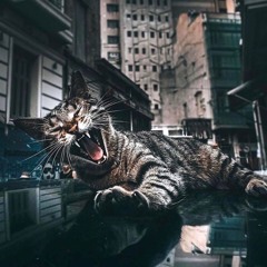 Set "Techno Cat" 12/11/21