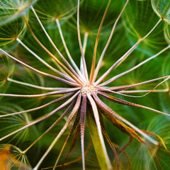 dandelion crucible