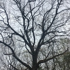 Alan Walker - Faded (Farrin Remix)