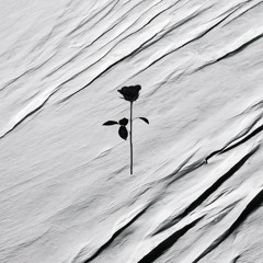 PREMIERE: Opposite Ways Feat. Hydrah - No Surprise (Original Mix) [Black Rose]