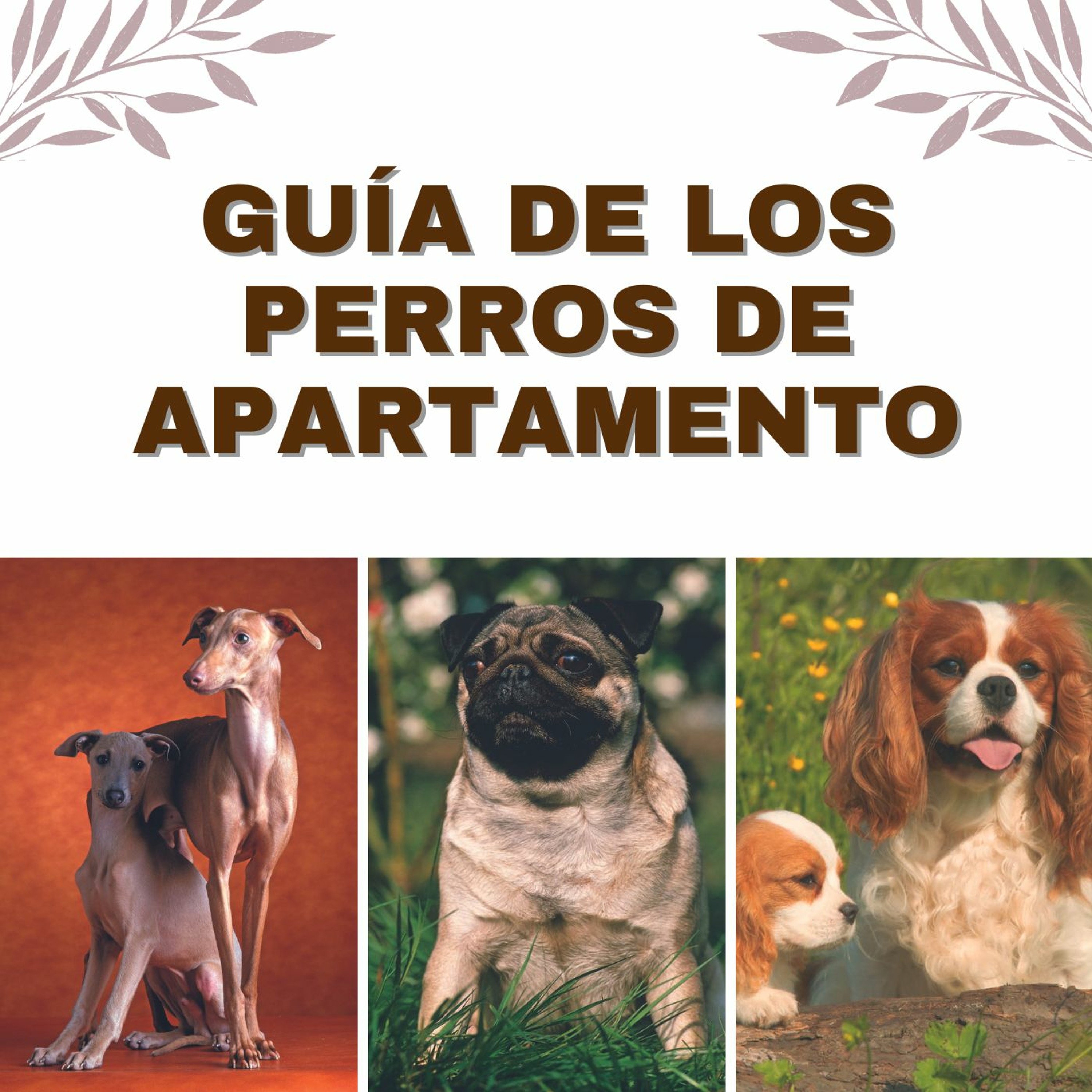 Devecchi Ediciones