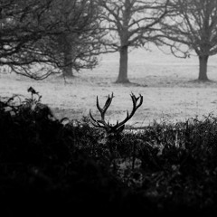 mist