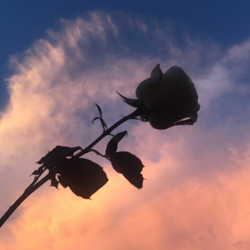 let's fly away w/ ocluse