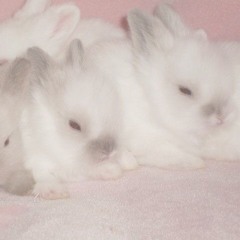 snow bunni — elusin ♡