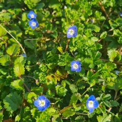 the one with the pirate