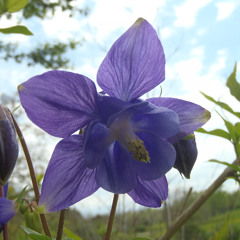 Waltz of the Sprites