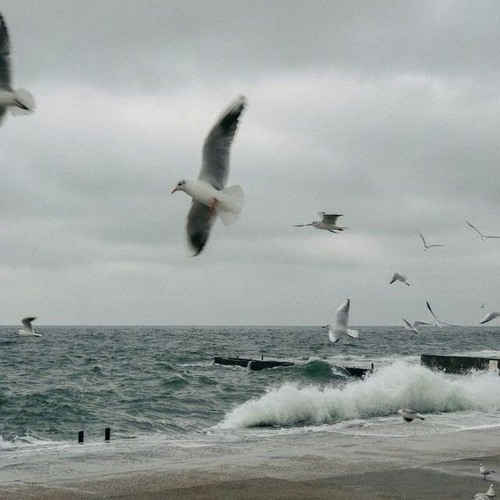 Panther - Parinda ft. Priyanka Meher (Official Audio).mp3