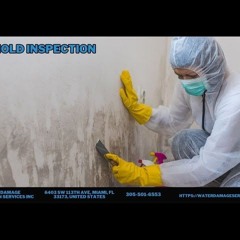 Mold Inspection