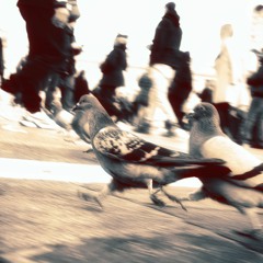 Pigeon race