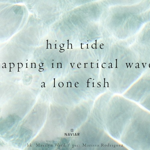 haiku #430: high tide / flapping in vertical waves / a lone fish