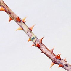 「日干し」madbello mix