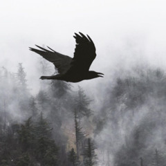 soundscapes for a raven flying through the eternal fog on his final night 𓂃‧𓅛‧𓂃‧₊˚