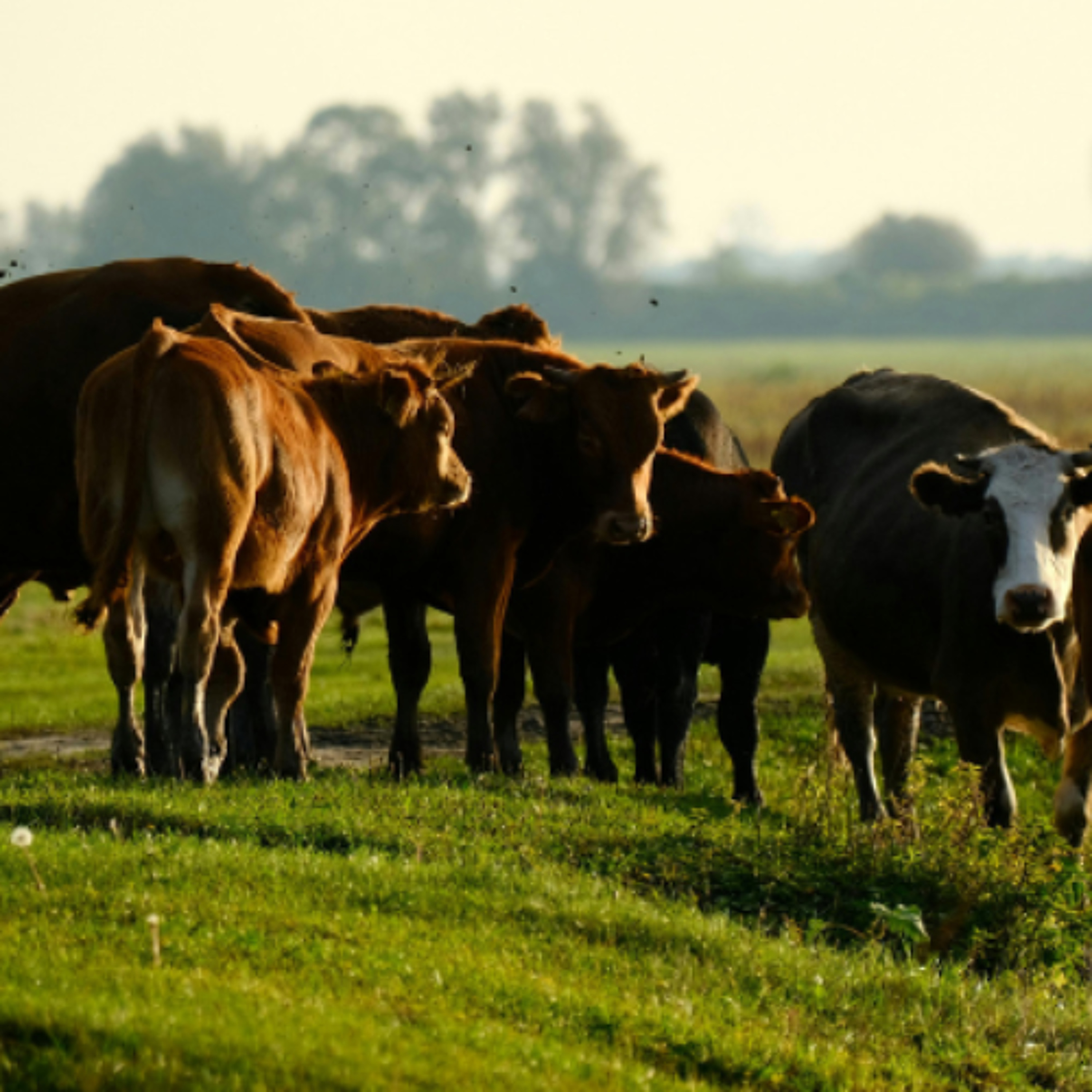 Farm Succession Becoming A Major Issue For Irish Farmers