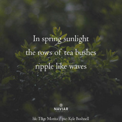 avaunt weightless - naviarhaiku604