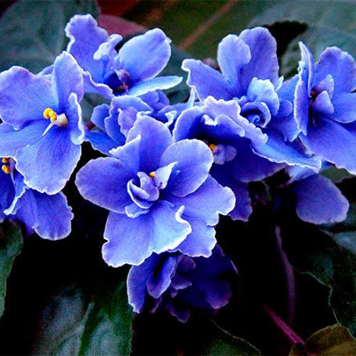 THE COLOR VIOLET (GREGORY EDIT)