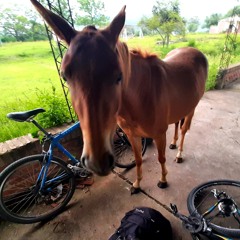 Caballo Homosexual de las montañas