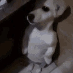 funny quinn dog gif (reupload)