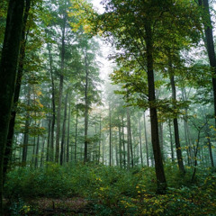 Forest Flutes - Substnce