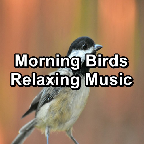 Stream Forest Bird Sounds For Studying To Loop for 10 Hours by Nature ...