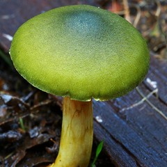 Mushroom Cap